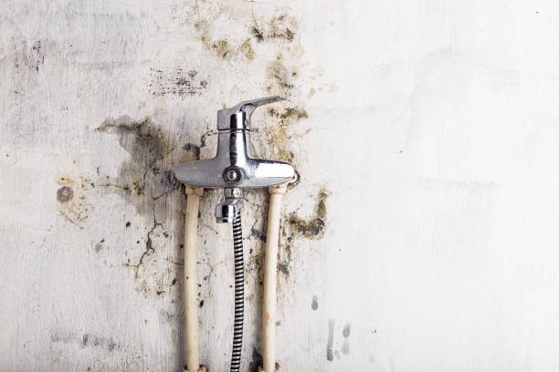 Berino, NM Mold Removal Company