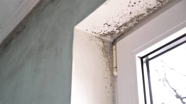 Mold Testing and Removal in Berino, NM