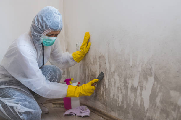 Mold Removal Process in Berino, NM