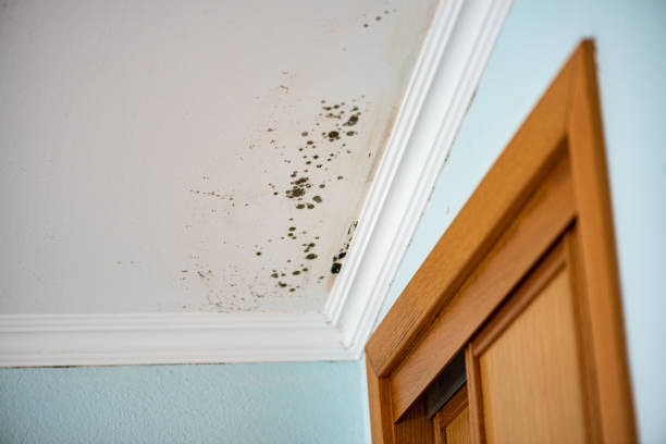 Best Mold Remediation Services  in Berino, NM