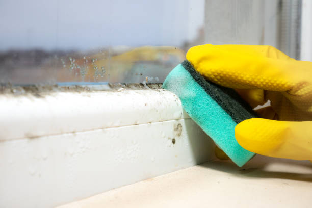 Best Emergency Mold Removal  in Berino, NM