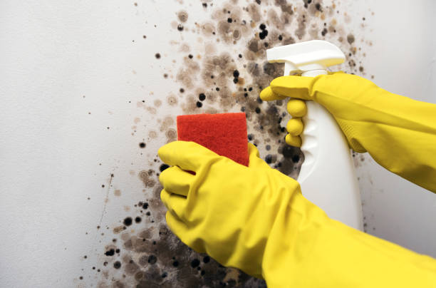 Best Crawl Space Mold Removal  in Berino, NM