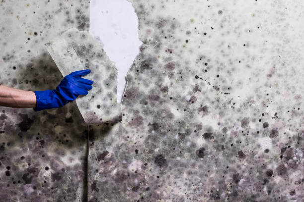 Best Mold Removal Process  in Berino, NM