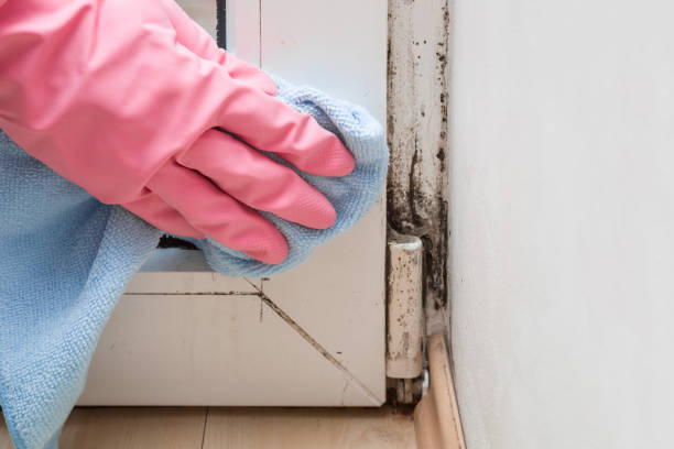 Best Certified Mold Removal  in Berino, NM